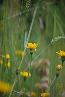 Sommerwiese... 21 von loewenherz-artwork