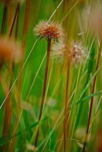 Sommerwiese... 20 von loewenherz-artwork