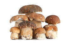 Boletus mushroom von Antonio Scarpi