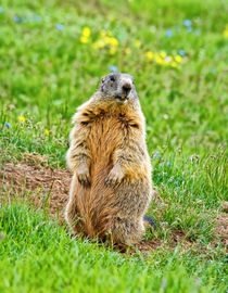 Sentinel marmot by Antonio Scarpi