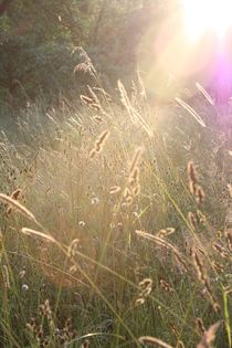 Im Abendlicht von Ivonne Wentzler