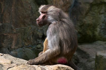 OLIVE BABOON in the Zoo by captainsilva