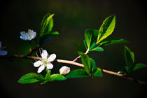 Blossoms of Spring von Vicki Field