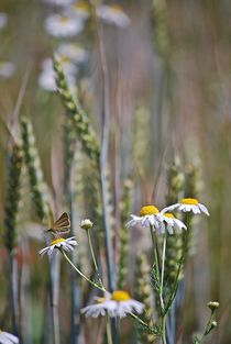 Sommerfeld... 3 von loewenherz-artwork