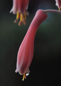 Aloeverablüten von Gisela Peter