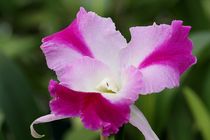 Orchidee in rosa von Anja  Bagunk