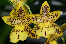Orchidee in gelb von Anja  Bagunk
