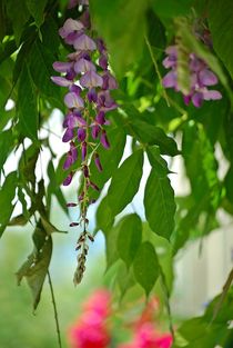 Wisterien... von loewenherz-artwork