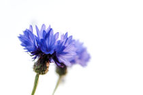 Cornflowers von Jeremy Sage