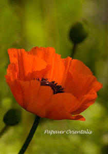 Red Oriental Poppy - papaver orientalis von Jacqi Elmslie