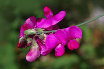 Erbsenblüten von fotolos