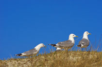 Möwen in den Dünen von AD DESIGN Photo + PhotoArt