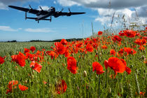 Flying over poppies von Sam Smith