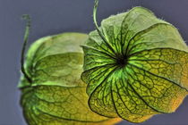 grüne Physallis von Gisela Peter