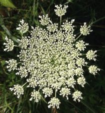 Queen Annes Lace by Ruth Baker