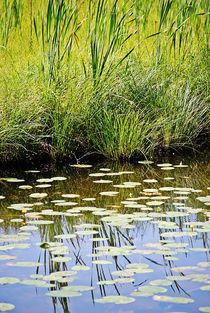 Idylle am Hackensee... by loewenherz-artwork