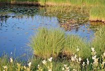 Idylle am Teich... von loewenherz-artwork