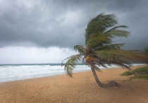 Windswept Palm tree von Leighton Collins