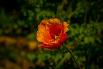 orange Papageientulp von Gisela Peter