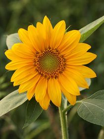 Sonnenblume II von Anja  Bagunk