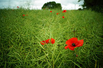 Mohn im abgeblühten Rapsfeld von Sabine Radtke