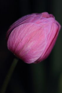 pinke Tulpenblüte von Gisela Peter