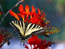 Monarch Butterfly by wenslow