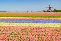 Ultimate Netherlands von Johan Elzenga