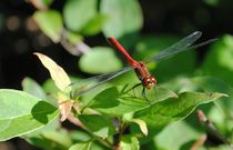 Red Dragonfly, 2015 by Caitlin McGee