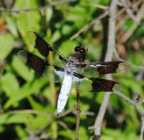 Common Whitetail Skimmer, 2015 by Caitlin McGee