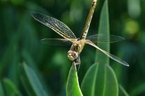 Tierische Turnerin von leddermann