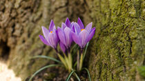 Krokusse am Stamm von Dennis Südkamp