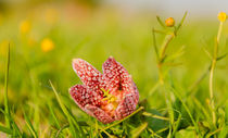 Schachblume von Dennis Südkamp