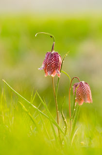 Schachblume von Dennis Südkamp