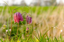 Schachblume von Dennis Südkamp