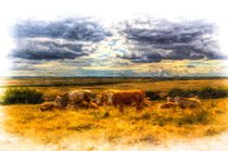 Resting cows Art von David Pyatt