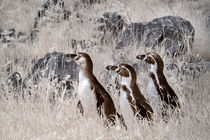 Pinguine in Infrarot by flylens
