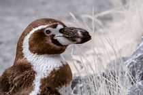 Pinguin Portrait von flylens