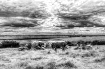 Resting Cows by David Pyatt