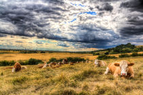 Resting Cows von David Pyatt