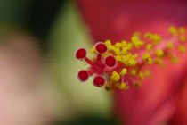 Makro einer Blume by flylens