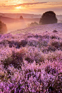 Blooming heather at sunrise, Posbank, The Netherlands von Sara Winter