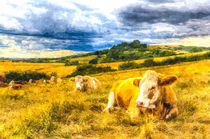 Resting Cows Art by David Pyatt