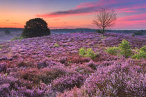 Blooming heather at dawn at the Posbank, The Netherlands von Sara Winter