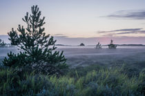 Abendnebel über der Heide auf Rømø, Dänemark by goettlicherfotografieren