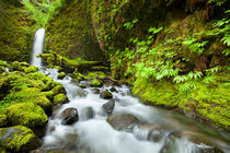 Remote waterfall in lush rainforest, Columbia River Gorge, Oregon, USA by Sara Winter