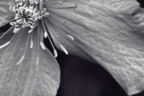 Clematis in Monochrome II von Vicki Field