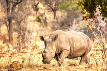 Powerful Rhino by Graham Prentice
