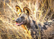 Alert African Wild Dog von Graham Prentice