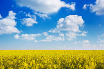 Blooming canola under a blue sky with clouds von Sara Winter